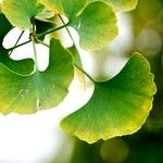 Ginkgo biloba Leaf