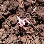 Dicentra uniflora Habitat