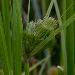 Carex bohemica Плід