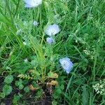 Nemophila menziesii Květ