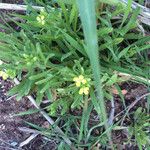 Erysimum repandum Συνήθη χαρακτηριστικά