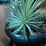 Agave stricta ഇല