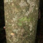Pradosia ptychandra Bark