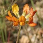 Lotus sessilifolius Çiçek