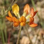 Lotus sessilifolius Flower