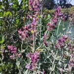 Salvia canariensis Blomma