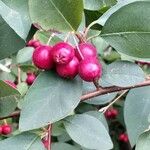 Cotoneaster multiflorus 果實