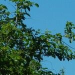 Cissus repens Hàbitat
