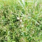 Veronica catenata Flower