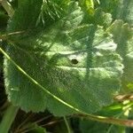 Doronicum clusii Leaf