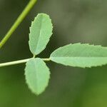 Melilotus altissimus Leaf