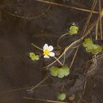 Ranunculus peltatus Blomst