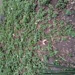 Aptenia cordifolia 叶