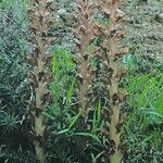 Orobanche rapum-genistae Flower