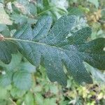Quercus garryana Liść