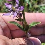 Swertia perennis Leaf