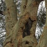 Vachellia xanthophloea Bark