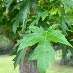Acer × freemanii পাতা
