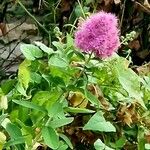 Spiraea salicifolia 花