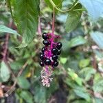 Phytolacca bogotensisFruto