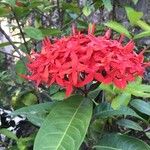 Ixora coccinea其他