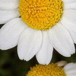 Anthemis maritima Květ