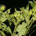 Malvaviscus arboreus Leaf