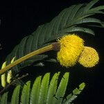 Parkia reticulata