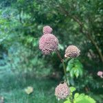 Angelica gigas Blomst