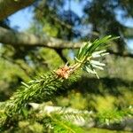 Abies alba Sonstige