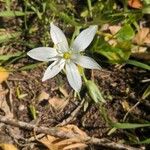 Ornithogalum divergensFloare