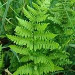 Dryopteris carthusiana Hoja