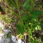 Crassocephalum crepidioides Blatt