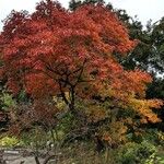 Sassafras albidum পাতা