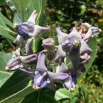 Calotropis gigantea Квітка