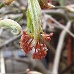 Acer japonicum Virág