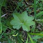 Alchemilla glabra Blad