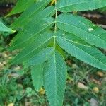 Rhus glabra Hoja