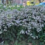 Aster ageratoides Blüte