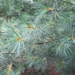 Pinus strobus برگ