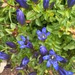 Gentiana calycosa Кветка