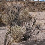 Aloysia deserticola Habitat