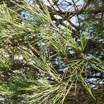 Pinus pinea Folha