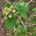 Cordia monoica 叶