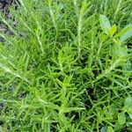 Salvia rosmarinus Fuelha