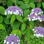 Hydrangea sargentiana花