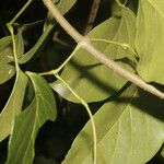 Fridericia chica Hoja