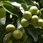 Diospyros tessellaria Fruto
