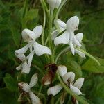 Habenaria leonensis 花