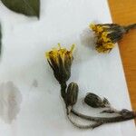 Hieracium racemosum Fleur